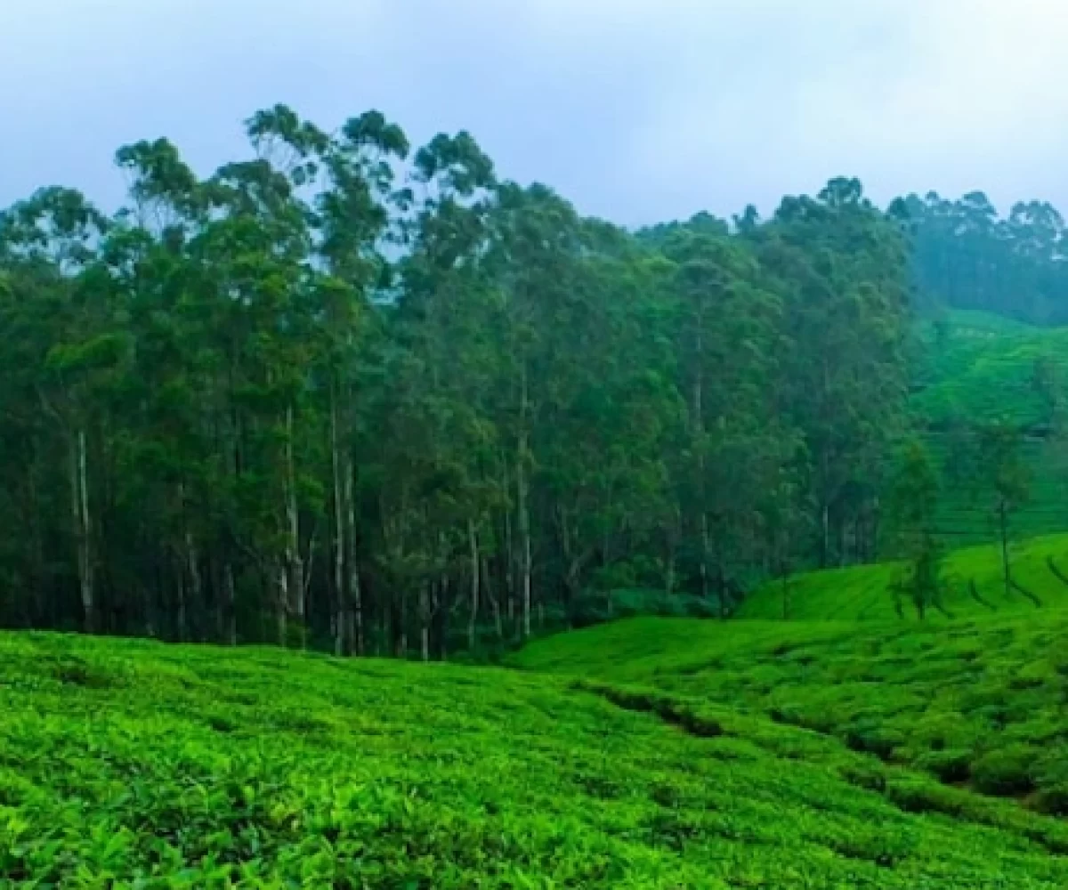 Kerala_tour-03